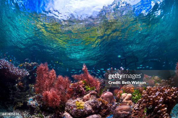 colorful underwater seascape - coral reef stock pictures, royalty-free photos & images