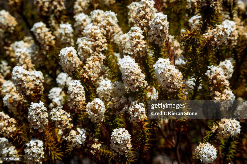 Stirling Ranges National Park Flowers