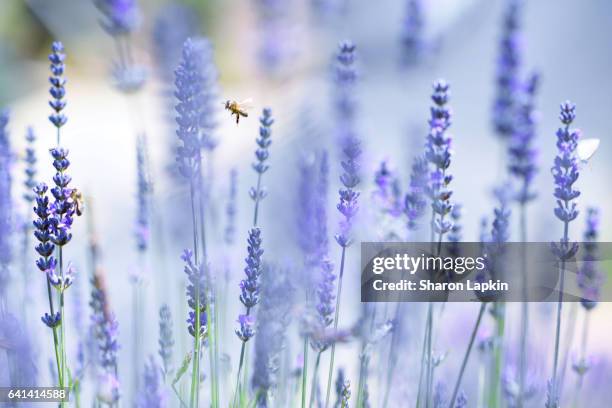 lavender and flying bees - french lavender stock pictures, royalty-free photos & images