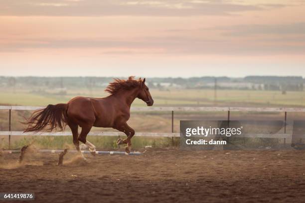beautyful horse running in the stable - gallop animal gait stock pictures, royalty-free photos & images