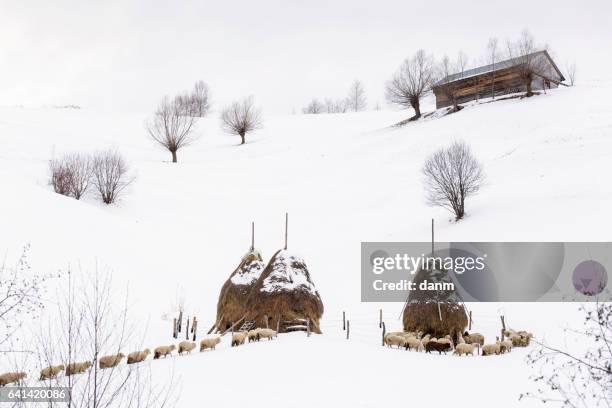 sheeps one by one going trough snow in winter time - alps romania stock pictures, royalty-free photos & images