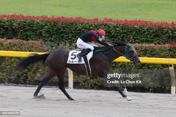 Jockey Yukito Ishikawa riding Caneta wins the Race 7 on June 4, 2016 at Tokyo Racecourse in Tokyo, Japan.