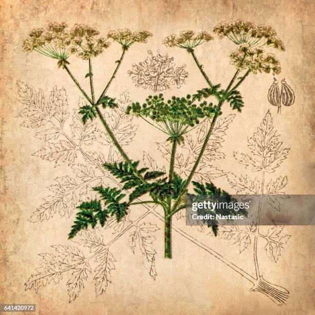 parsnip, coriander, hartwort, poison hemlock (conium maculatum) - poison hemlock stock illustrations
