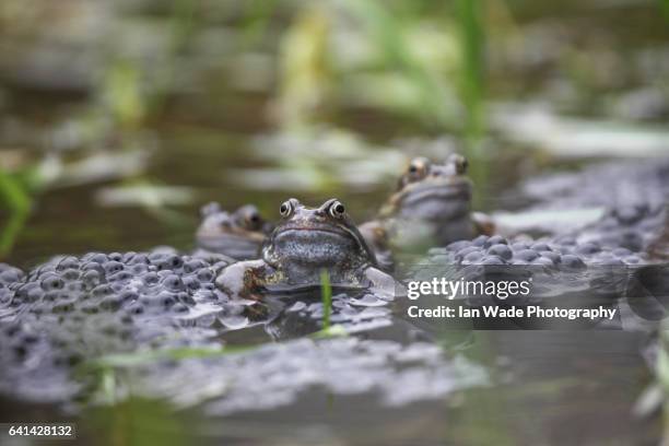 common frog spawning in pond in united kingdom - カエルの卵 ストックフォトと画像