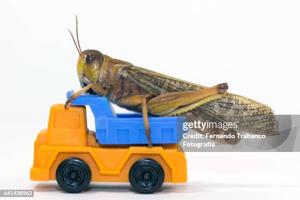 insect on top of a truck - cricket insect photos stock pictures, royalty-free photos & images