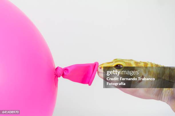 lizard inflating a pink balloon - surgical glove balloon stock pictures, royalty-free photos & images