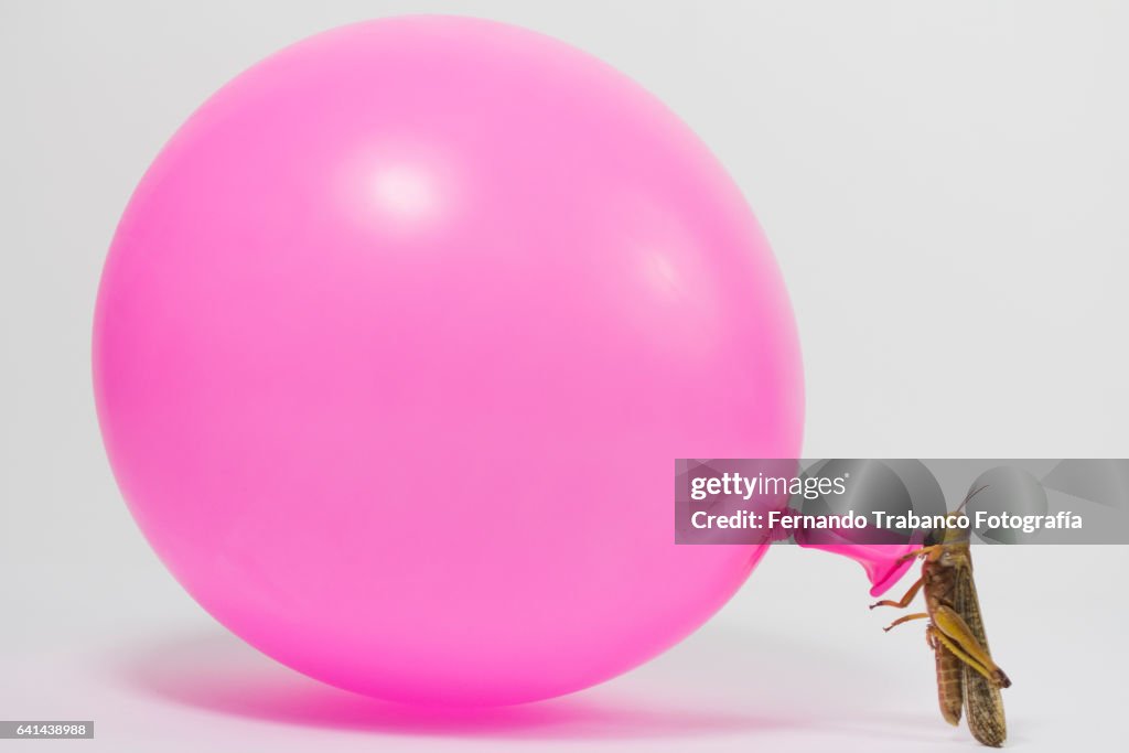 Insect (grasshopper) inflating a pink balloon