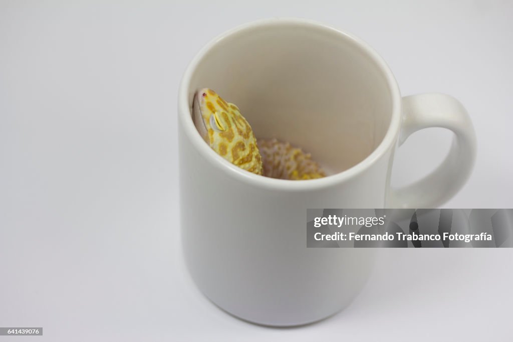 Lizard hidden inside a mug