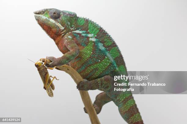 insect hides from the chameleon attack - animal finger stockfoto's en -beelden