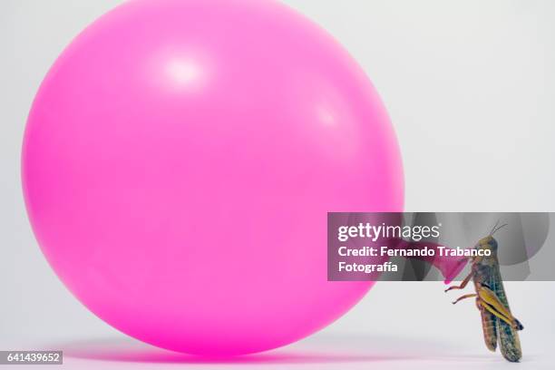 insect (grasshopper) inflating a pink balloon - surgical glove balloon stock pictures, royalty-free photos & images