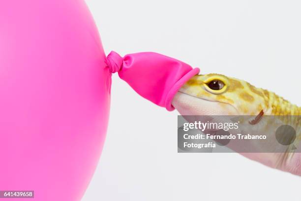 lizard inflating a pink helium balloon - helium stockfoto's en -beelden