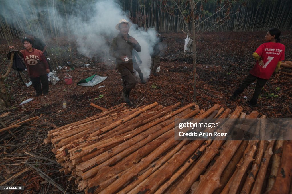 Workers cuts and sorted the mangrove logs near Samut Songkhram sea coast before starting the burning process at a traditional charcoal factory. The charcoal is made from greenwood that has been harvested from the mangrove forest reserve and these trees