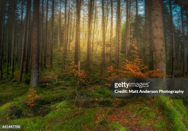magical forest - edinburgh scotland autumn stock pictures, royalty-free photos & images