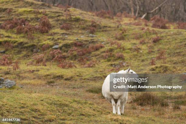 a single north country cheviot sheep looking away on a scotland hill - cheviot hills stock pictures, royalty-free photos & images