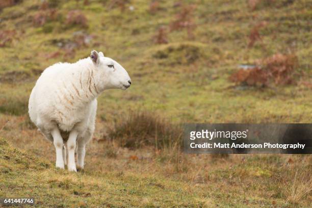 close-up of a single north country cheviot sheep looking away on a scotland hill - herdwick sheep stockfoto's en -beelden
