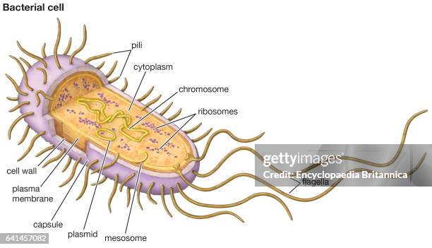 Bacterial cell, antibiotic resistance, prokaryotic cell.