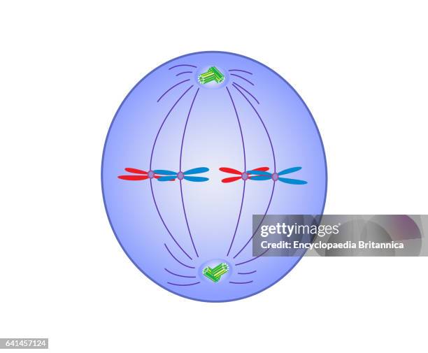 Mitosis, metaphase .