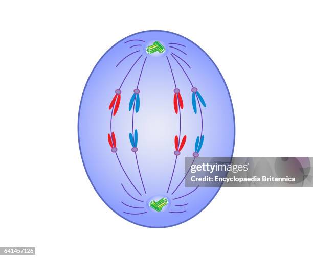 Mitosis, anaphase .