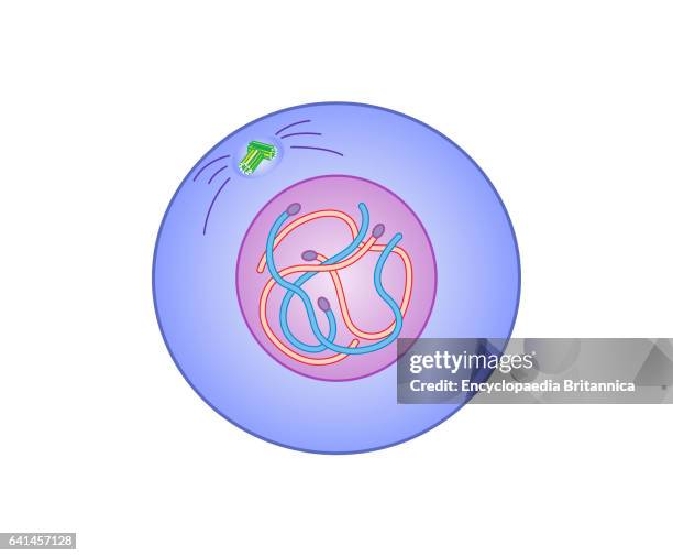 158 Interphase Stock Photos, High-Res Pictures, and Images - Getty Images
