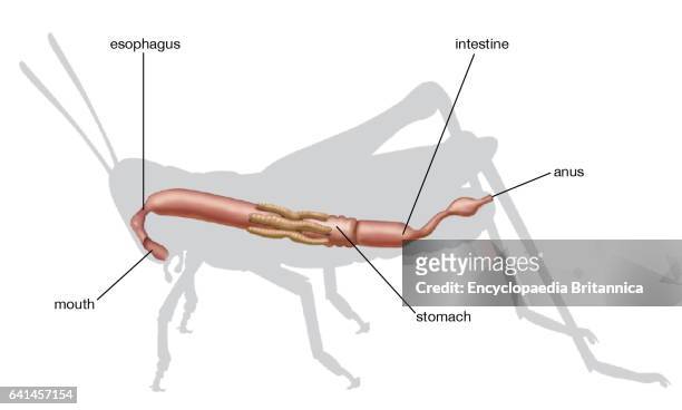 Diagramatic digestive system of grasshopper. Insect.