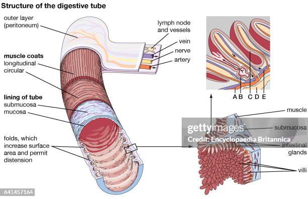 Structure of the digestive tube. Small intestine, large intestine, mucosa, villi, digestive system.