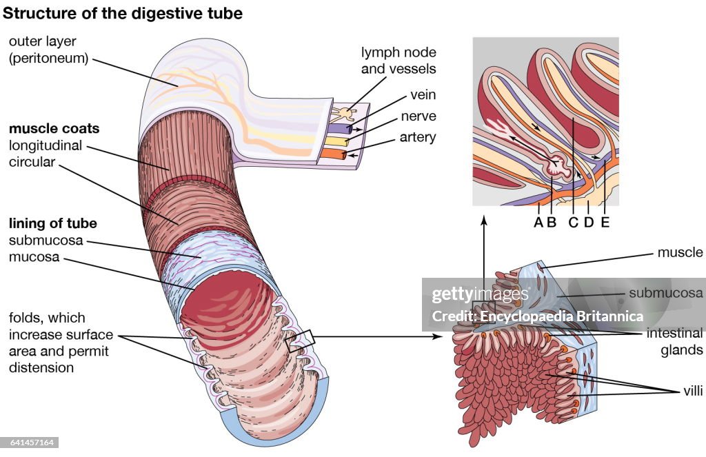 Normal Intestine Small Intestine Anatomy Diagram Anatomy Lab Human Digestive System