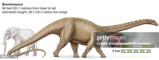 Brontosaruous Dinosaur Brontosaurus Photos and Premium High Res Pictures - Getty Images
