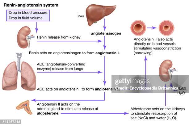 Renin-angiotensin system. The release of renin from the kidneys leads to the constriction of blood vessels. Physiological system that regulates blood...
