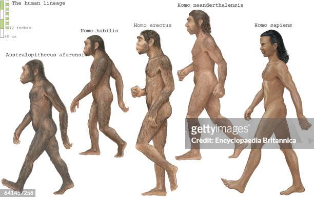 Group of Homosapiens, Australopithecus afarensis, Homo erectus, Homo habilis, and Neanderthal.