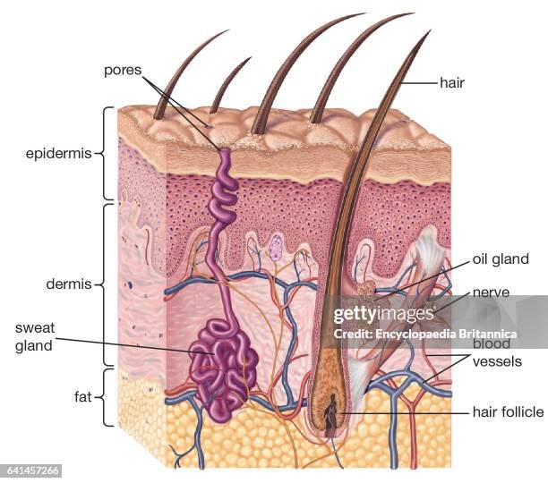 Cross-section of human skin and underlying structures, integumentary system, epidermis, dermis, subcutaneous layer.