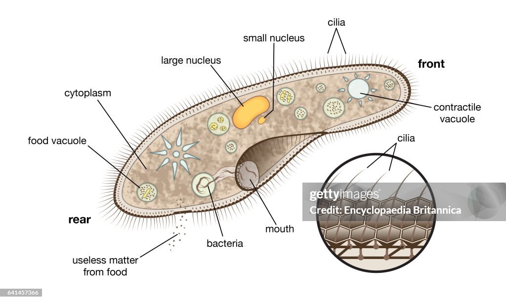 The protozoan called paramecium swims freely in its search for food such as bacteria. It captures the prey with its cilia (also shown enlarged). Enzymes in the food vacuoles digest the prey, and contractile vacuoles expel excess water.