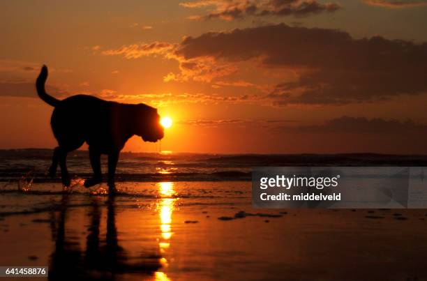cane sulla spiaggia  - olanda settentrionale foto e immagini stock