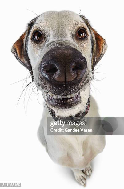 381 White Dog Cartoon Character Photos and Premium High Res Pictures - Getty Images 381 White Dog Cartoon Character Photos and Premium High Res Pictures - Getty Images