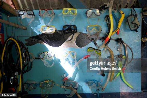 taveuni dive shop - helena price stockfoto's en -beelden