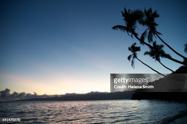 palm trees, matangi island resort - fiji landscape stock pictures, royalty-free photos & images