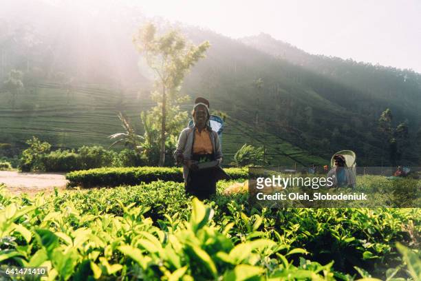 femme, cueillette du thé au sri lanka - sri lanka and tea plantation photos et images de collection