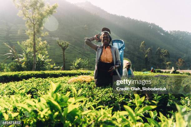 femme, cueillette du thé au sri lanka - sri lanka and tea plantation photos et images de collection