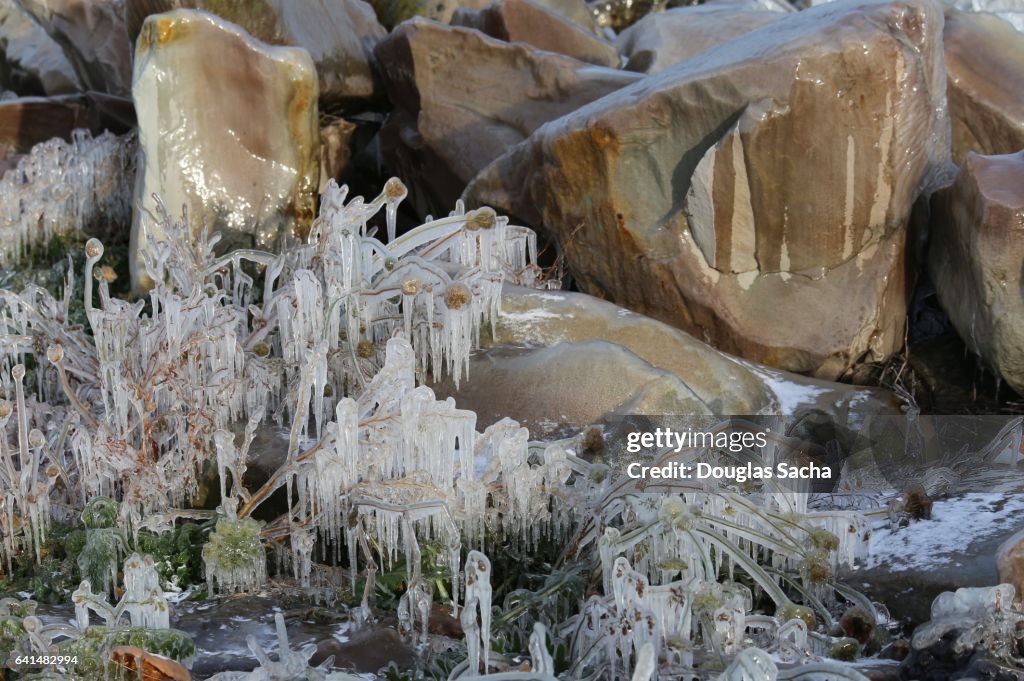 Frozen plants and rocks along the lake shore