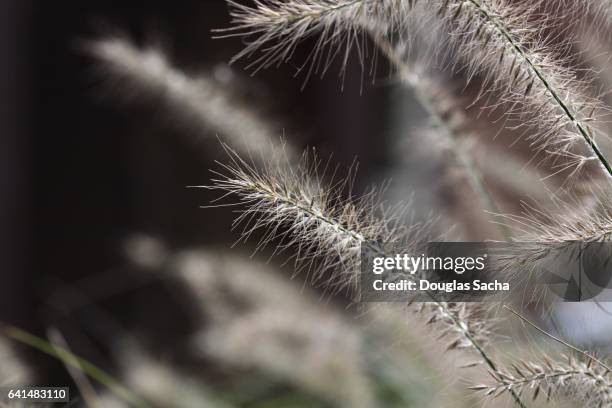 meadow of wild grass (alopecurus pratensis) - alopecurus stock pictures, royalty-free photos & images