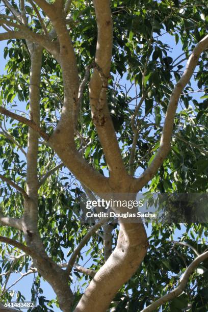 close-up of a fig tree (ficus sycomorus) - plantation florida stock pictures, royalty-free photos & images