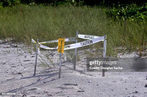 sea turtle nest marked with tape for protection, florida, usa - loggerhead turtle stock pictures, royalty-free photos & images