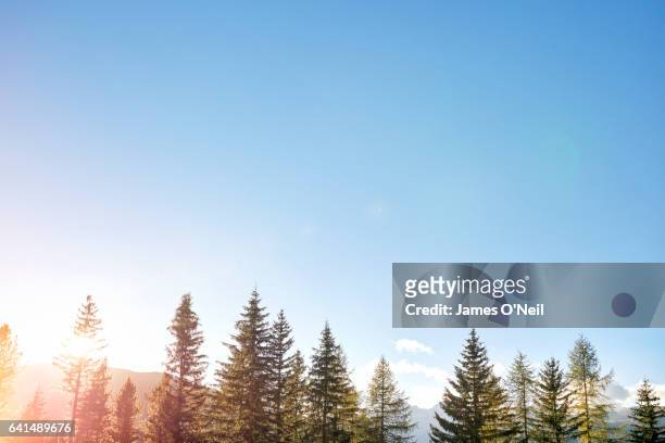 low tree line with expanse of sky and sun flare - ciel bleu sans nuage photos et images de collection