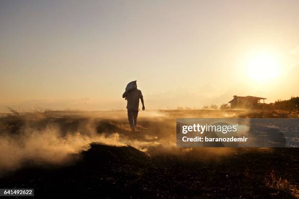 farmer in field - farmer dawn stock pictures, royalty-free photos & images