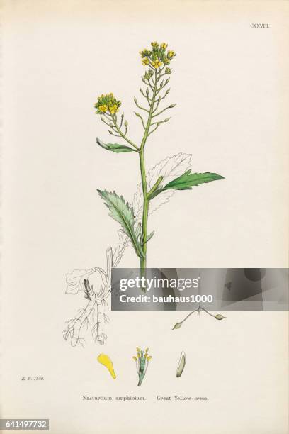 great yellow cress, nasturtium amphibium, victorian botanical illustration, 1863 - greater yellowlegs stock illustrations
