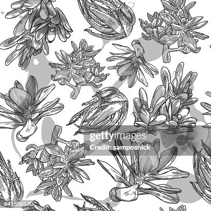 Succulent Pattern Succulent Pattern