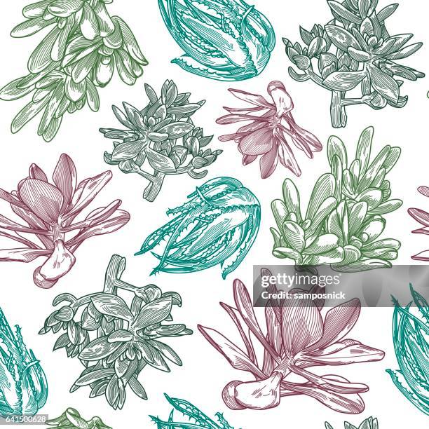 succulent pattern - aloe vera stock illustrations