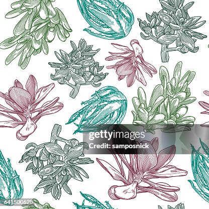 Succulent Pattern Succulent Pattern