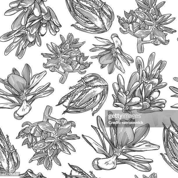 succulent pattern - aloe stock illustrations