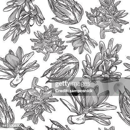 Succulent Pattern Succulent Pattern