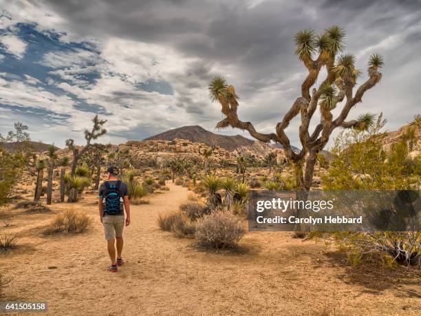 man hiking with backpack on dirt path through rocky landscape and joshua trees in joshua tree national park - mojave yucca stock pictures, royalty-free photos & images